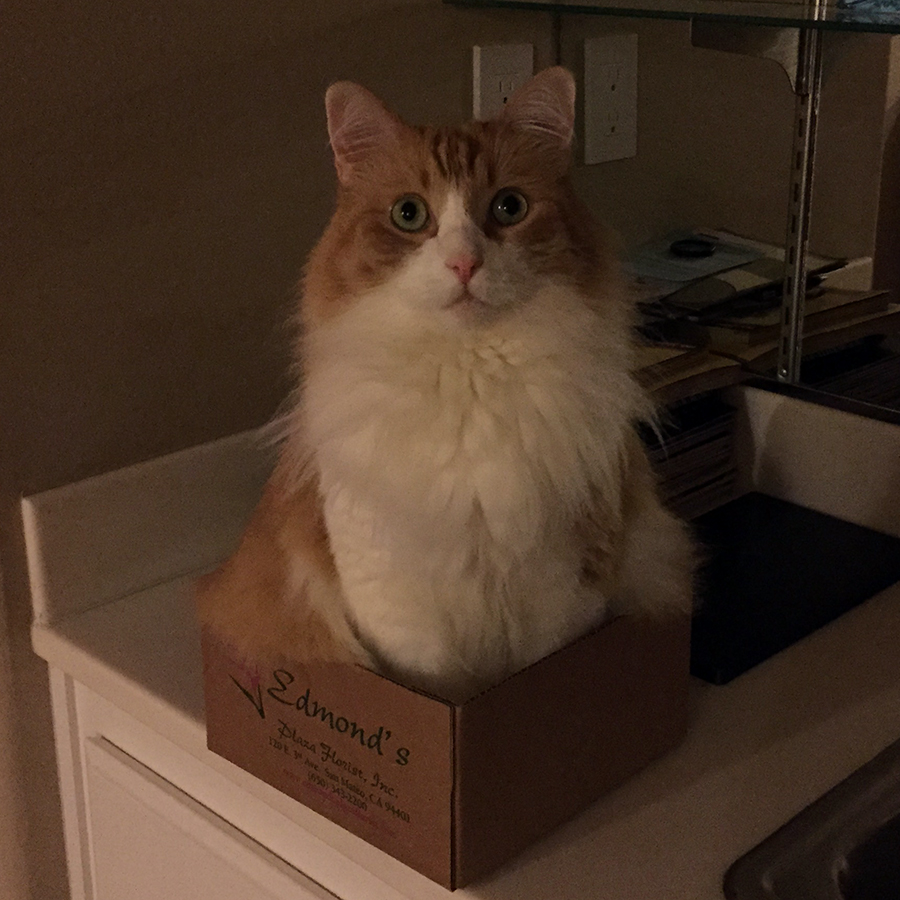 Rusty in a Box