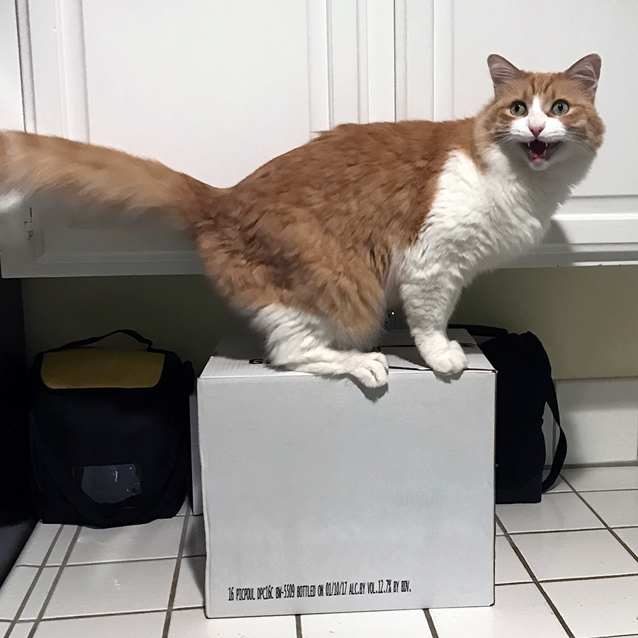Rusty on a Box