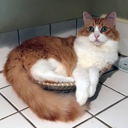 Rusty in a Bowl