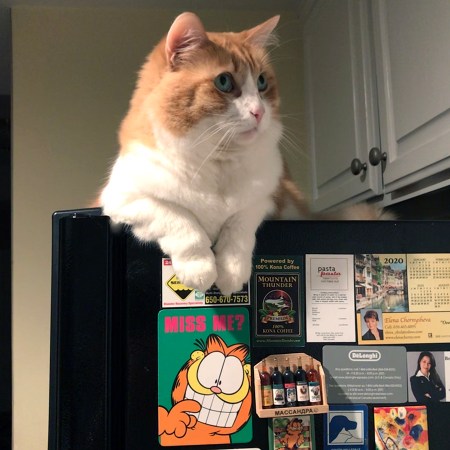 Rusty on the Fridge