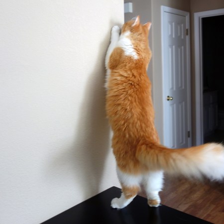 Rusty Standing (and Hunting)