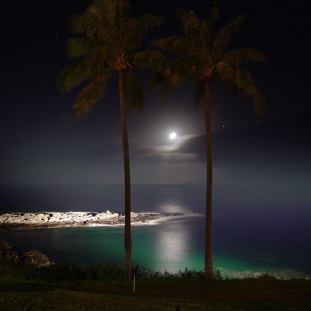 Palm Trees and Moon Maui Hawaii