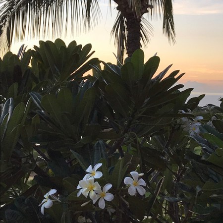 Tiare Big Island Hawaii