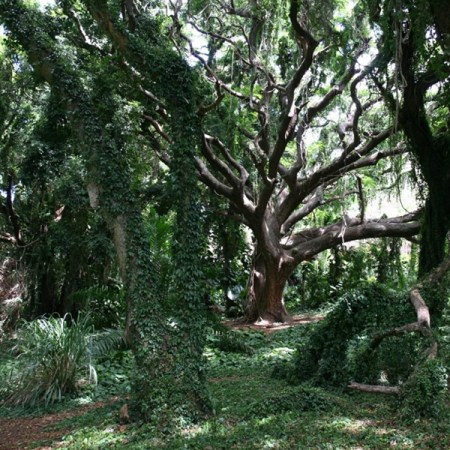 Tropical Forest Maui Hawaii