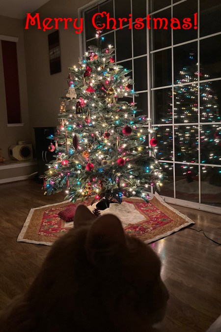 Rusty and Christmas 2020