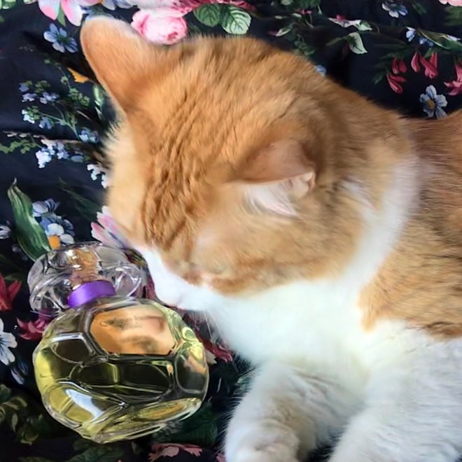 Rusty and Houbigant Quelques Fleurs Royale Collection Privee