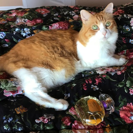 Cat Rusty and a bottle of Houbigant Quelques Fleurs Royale Collection Privee perfume