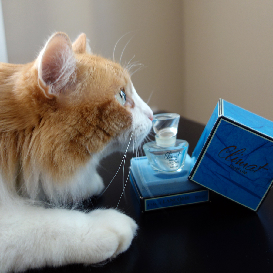 Rusty and Lancome Climat