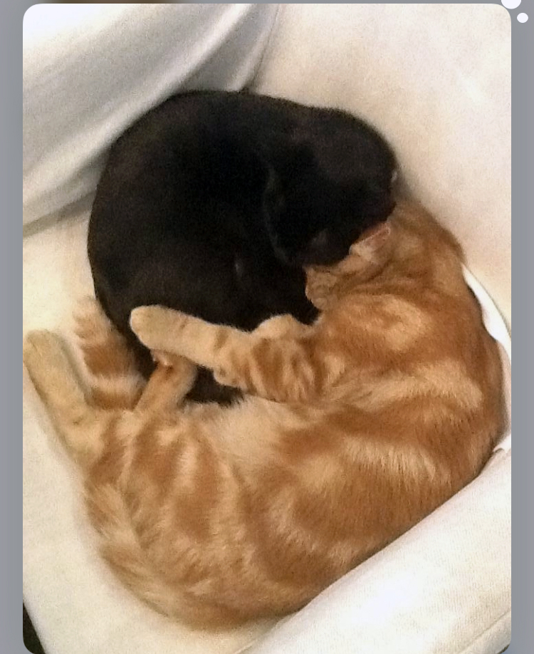 Cats Teddie and Freddy