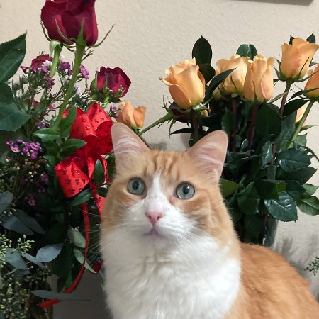 Cat Rusty and Roses