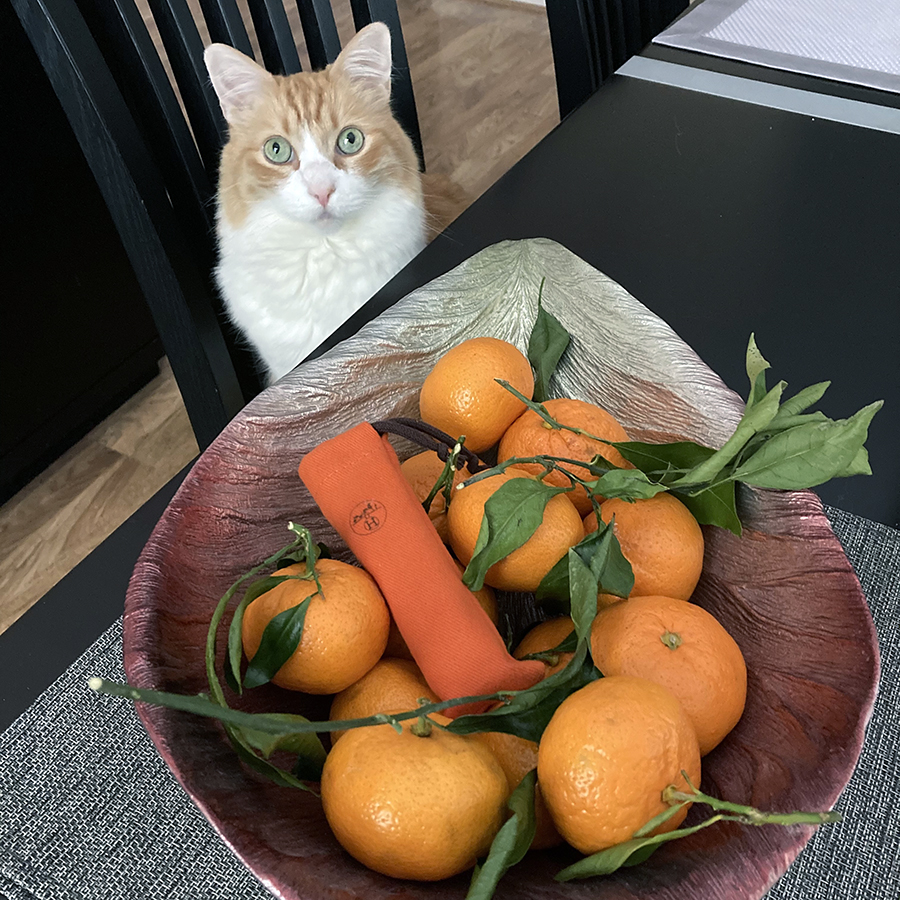 Rusty and Hermes Mandarine Ambree