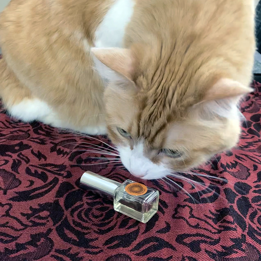 Rusty and NVC Bombay Bling