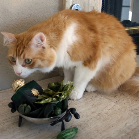 Rusty and Amouage Epic