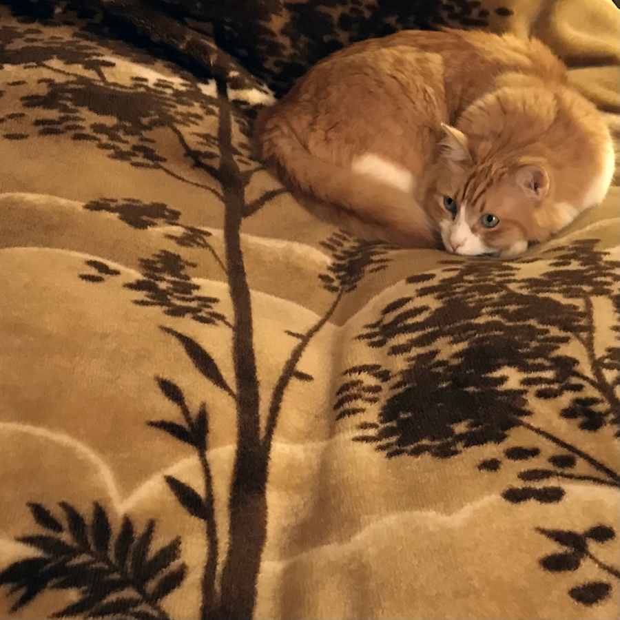 Rusty and a Matching Bed Cover