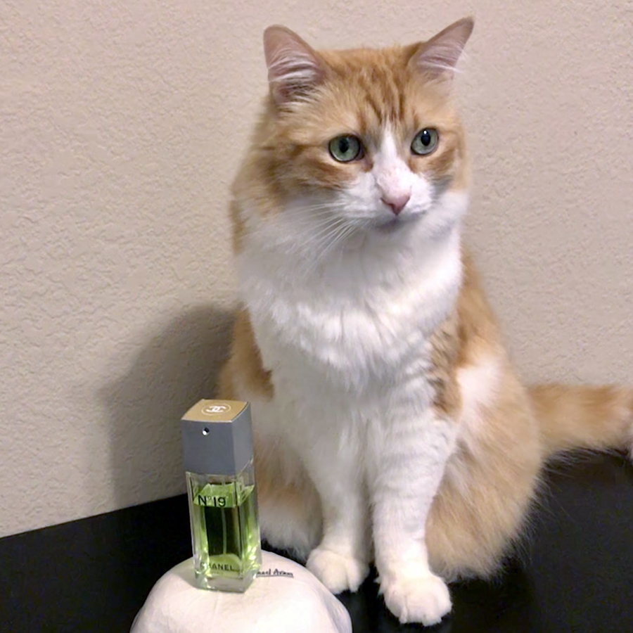 Rusty and Chanel 19 EdT