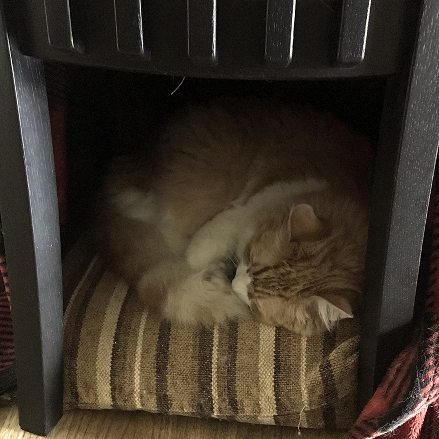 Rusty on a Pillow in the Pet Cave