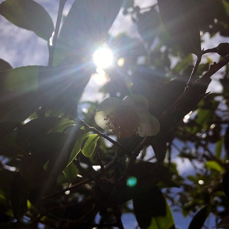 Sun through Leaves