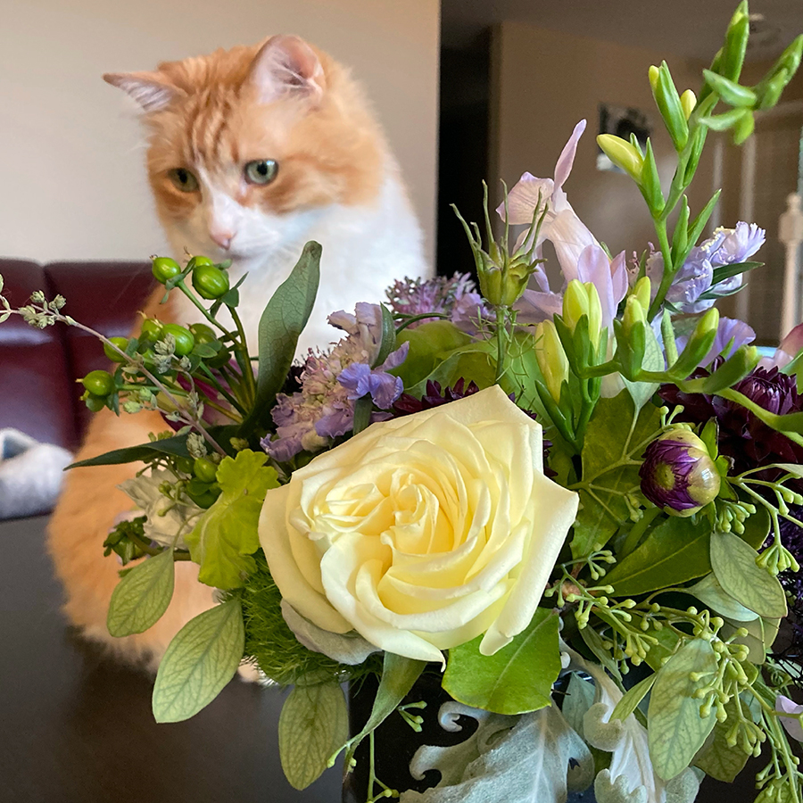 Rusty and Bouquet