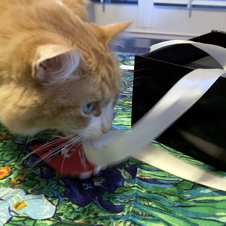 Rusty and Dusita Splenderis