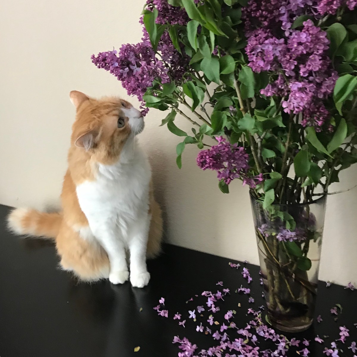 Rusty and Lilacs