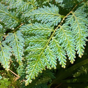 Hawai Tropical Bioreserve & Garden - Leaves