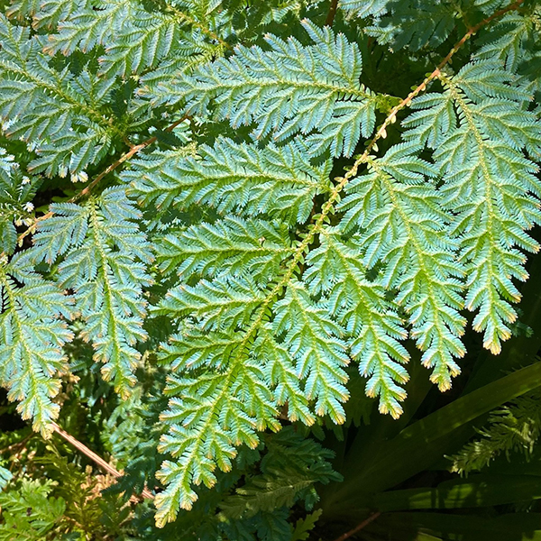 Hawai Tropical Bioreserve & Garden - Leaves