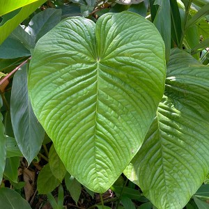 Hawai Tropical Bioreserve & Garden - Leaves