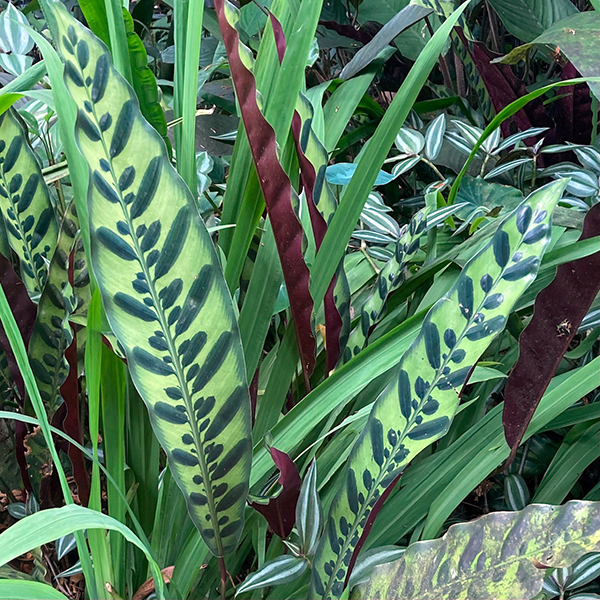 Hawai Tropical Bioreserve & Garden - Leaves