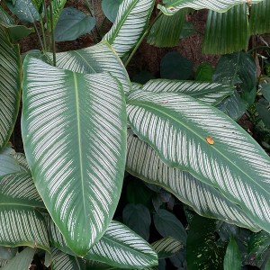 Hawai Tropical Bioreserve & Garden - Leaves