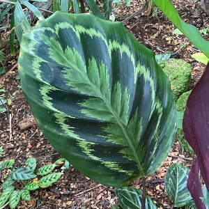 Hawai Tropical Bioreserve & Garden - Leaves