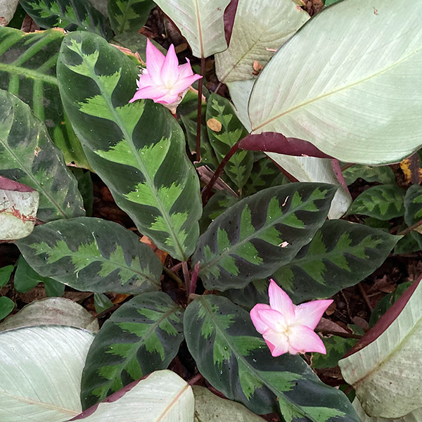 Hawai Tropical Bioreserve & Garden - Leaves