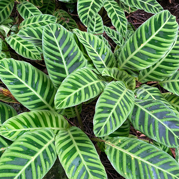 Hawai Tropical Bioreserve & Garden - Leaves