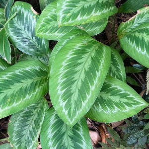 Hawai Tropical Bioreserve & Garden - Leaves