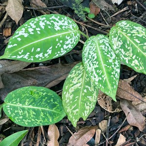 Hawai Tropical Bioreserve & Garden - Leaves