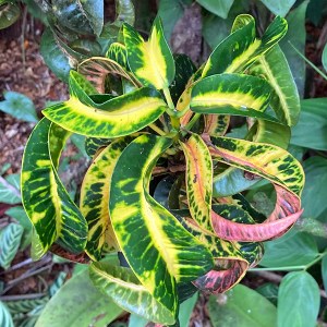Hawai Tropical Bioreserve & Garden - Leaves