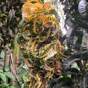 Hawai Tropical Bioreserve & Garden - Leaves