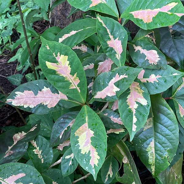 Hawai Tropical Bioreserve & Garden - Leaves