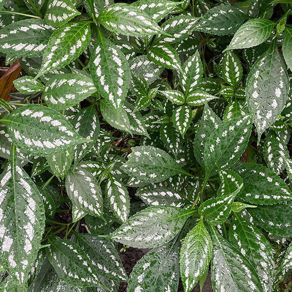 Hawai Tropical Bioreserve & Garden - Leaves