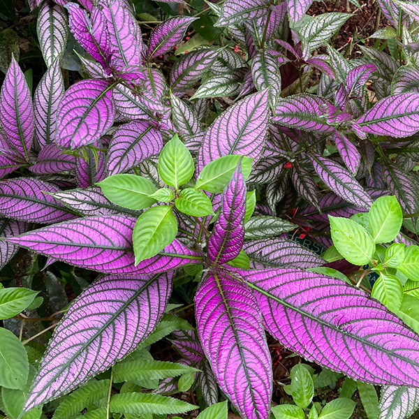 Hawai Tropical Bioreserve & Garden - Leaves