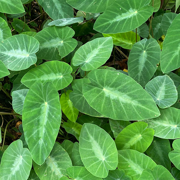 Hawai Tropical Bioreserve & Garden - Leaves