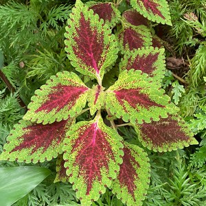Hawai Tropical Bioreserve & Garden - Leaves