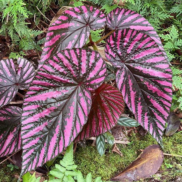 Hawai Tropical Bioreserve & Garden - Leaves