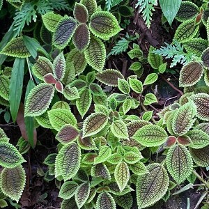 Hawai Tropical Bioreserve & Garden - Leaves
