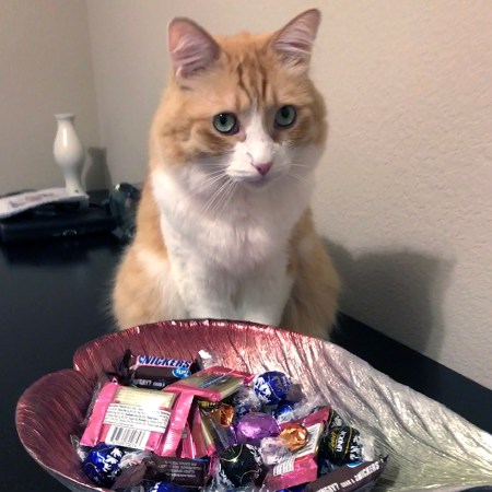 Rusty and Halloween Candies