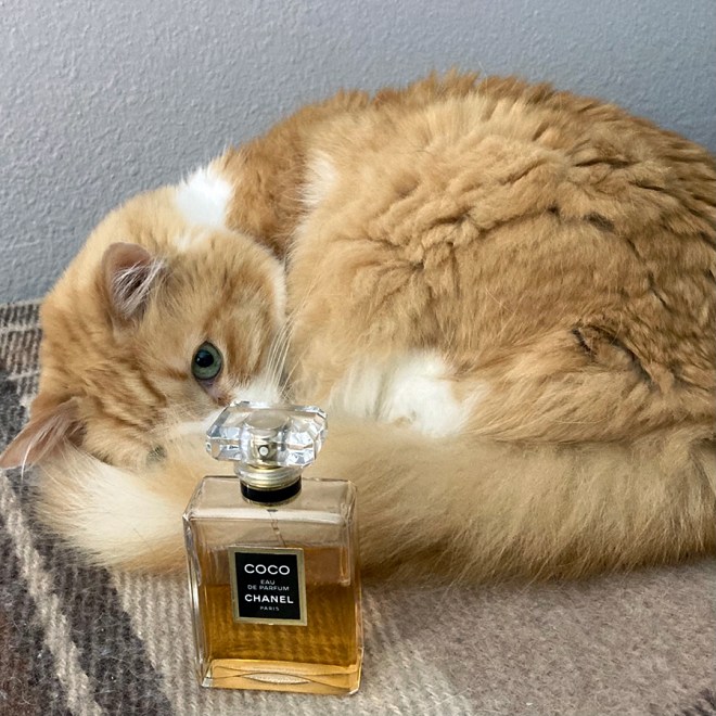 Rusty and Chanel Coco