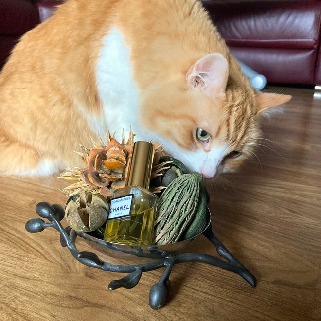 Rusty and Chanel Coromandel