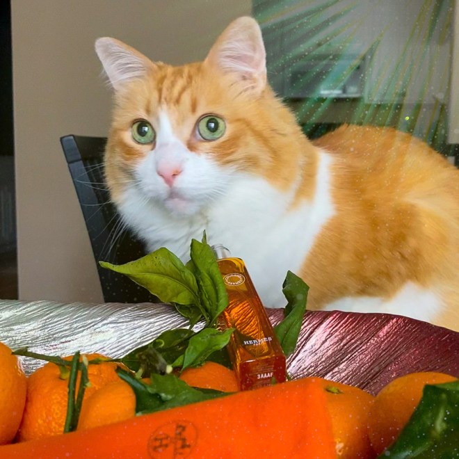 Rusty and Hermes Mandarine Ambree