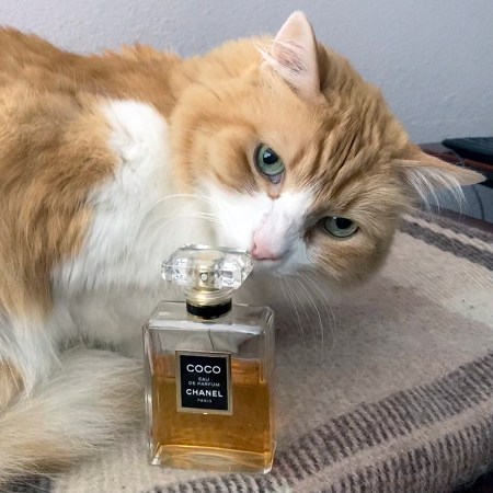 Rusty and Chanel Coco