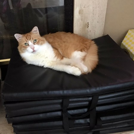 Rusty on the Exercise Mat