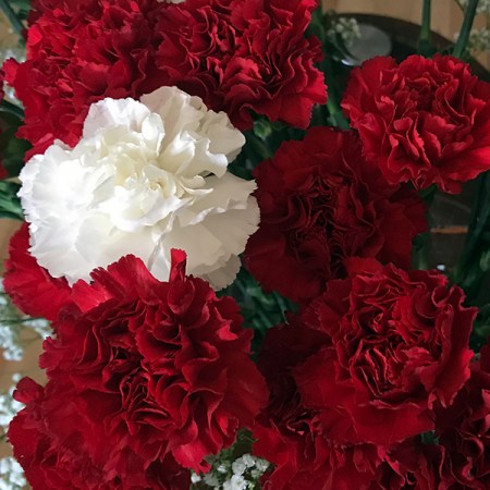 Carnations Red and White